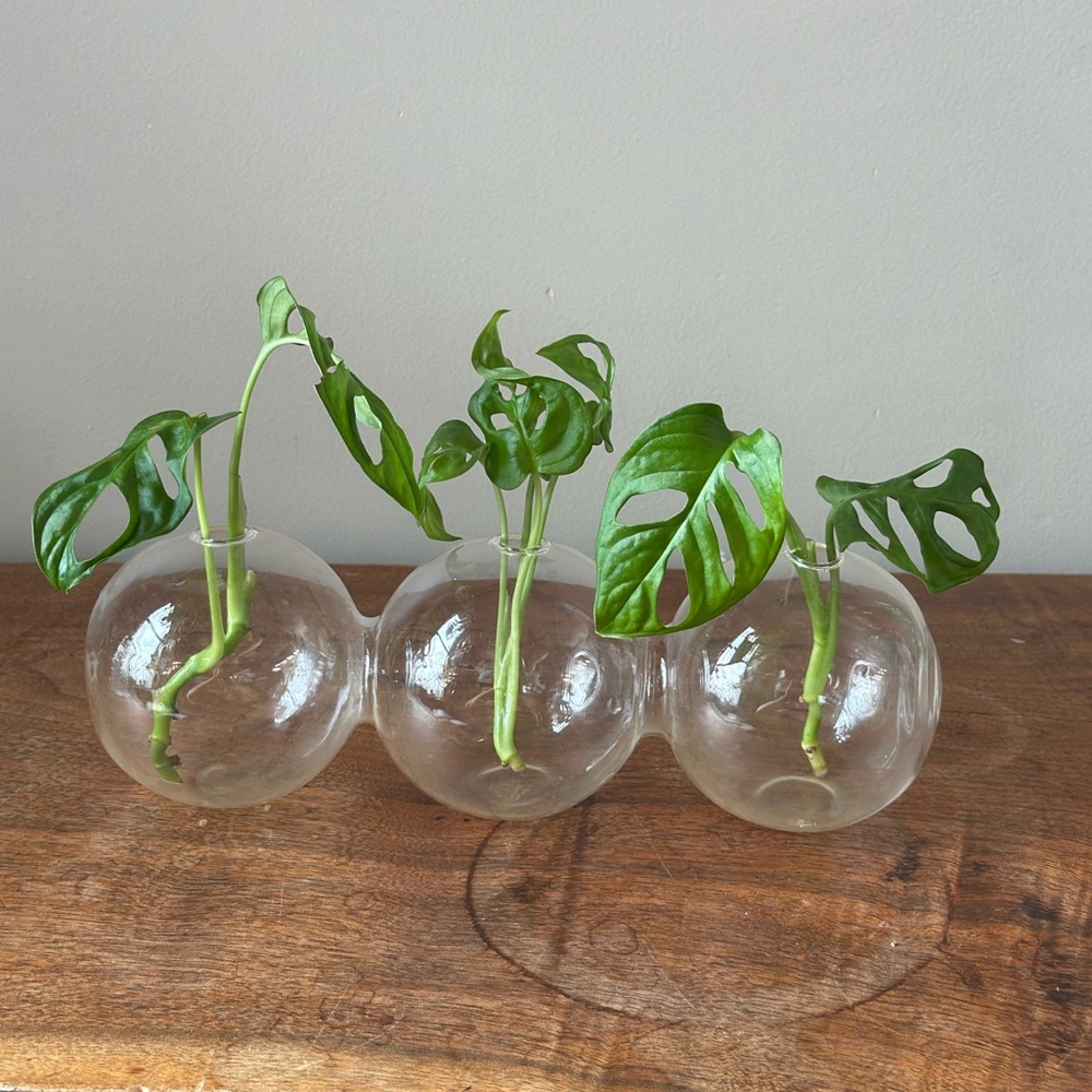 Plant Propagation Glass Bubble Vase Decor